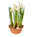 Dobbelt påskelilje Narcissus Bridal Crown 19 cm